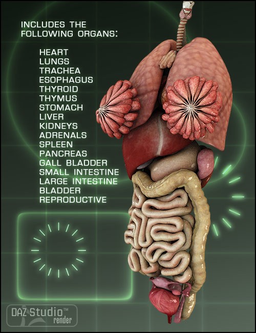 Victoria 4 Internal Organs | Human Anatomy for Daz Studio and Poser