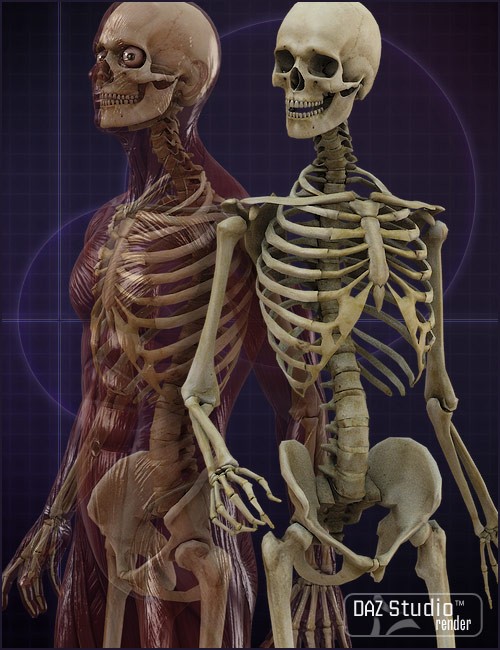Michael 4 Skeleton | Human Anatomy for Daz Studio and Poser