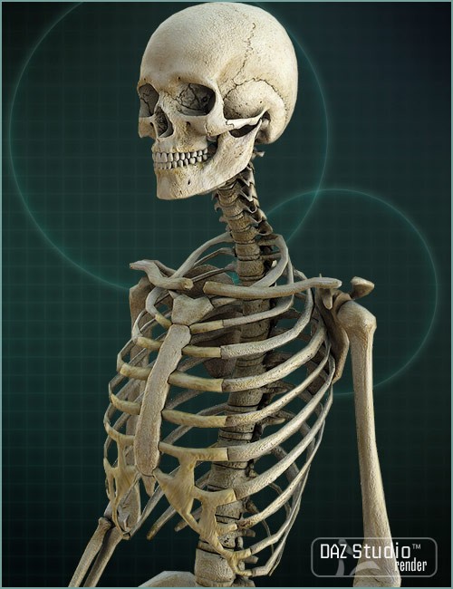 Victoria 4 Skeleton | Human Anatomy for Daz Studio and Poser