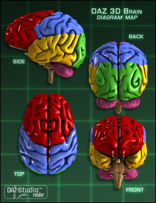 DAZ Brain | Human Anatomy for Daz Studio and Poser