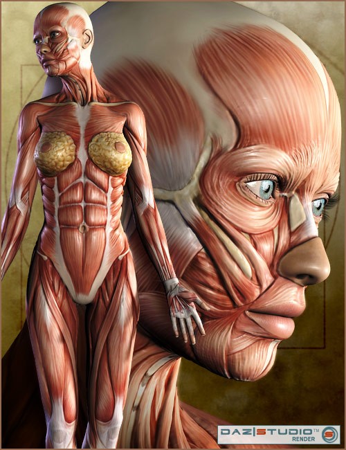 Victoria 4 Muscle Maps | Human Anatomy for Daz Studio and Poser