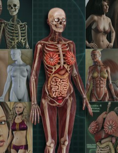 Michael 4 Internal Organs | Human Anatomy for Daz Studio and Poser