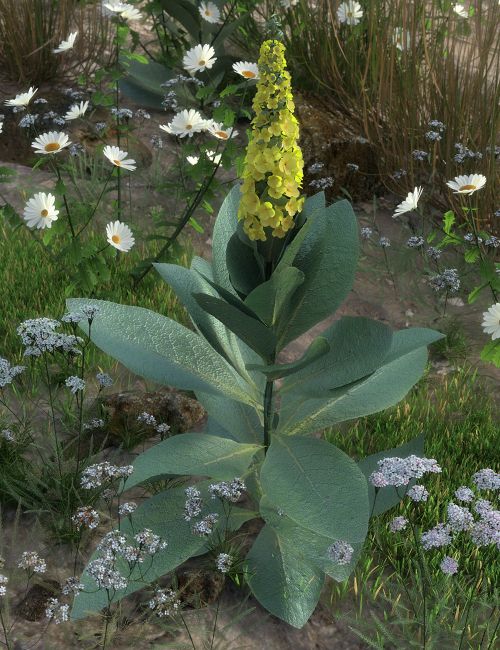 Roadside Flowering Plants for Daz Studio and Iray