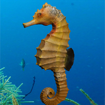 Seahorse Pack