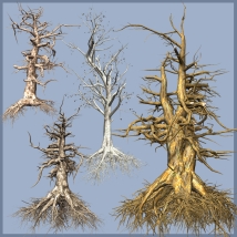 Dead Trees DR 2014-1