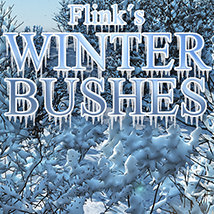Flinks Winter Bushes