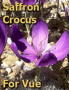 Saffron Crocus - for Vue