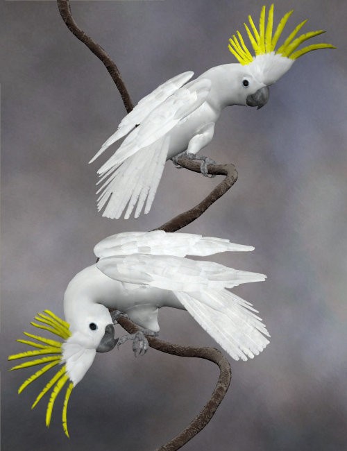 Click here to see preview images for "Noggin's Cockatoo" Noggin's Cockatoo