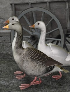 Noggin's Goose