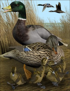 Noggin's Duck- Mallard