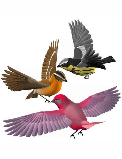 Click here to see preview images for "Songbird" Songbird