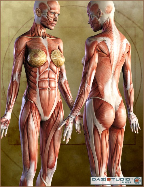 Female anatomy hi-res stock photography and images - Alamy