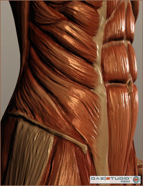 muscle texture