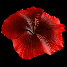 Hibiscus Flower for Hair