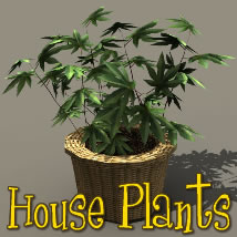 House Plants