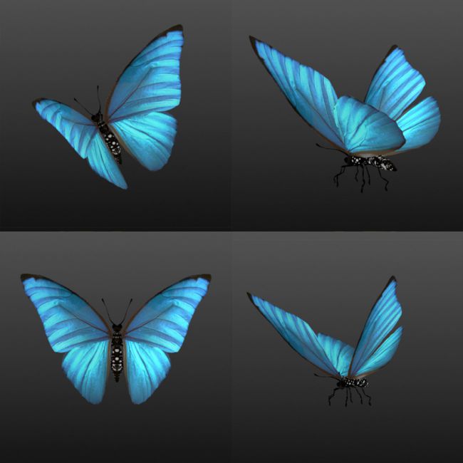 Простые крылья бабочки. Бабочка референс. Бабочка в разных ракурсах. Бабочка туториал. Референсы бабочек.