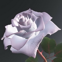 White and pink rose