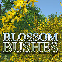 Flinks Blossom Bushes