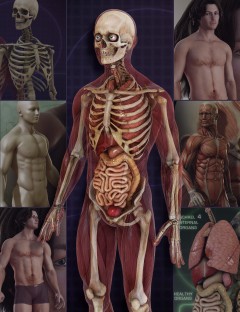 Male Anatomy Bundle