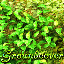 Groundcover