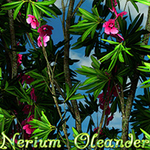 Nerium Oleander