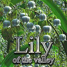 Flinks Flowers- Lily of the valley