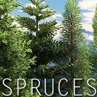 Spruces