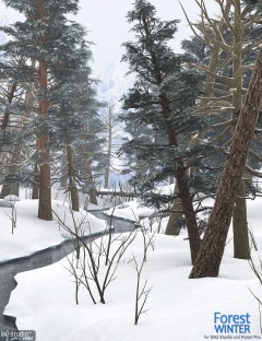 Forest Winter