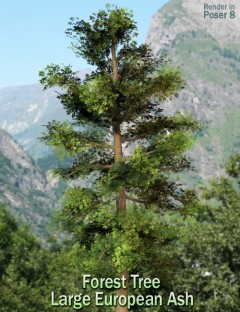 Forest Tree Large European Ash