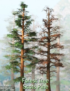 Forest Tree- Scots Pine