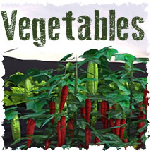 Vegetable Plants