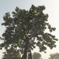 Giant Tree DR
