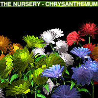 The Nursery- Chrysanthemum