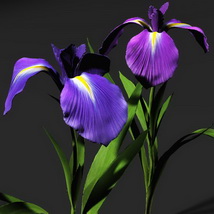 3d Iris Flowers