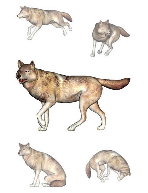 Colección de lobos en diferentes poses | Vector Premium