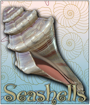 Exnem Seashells