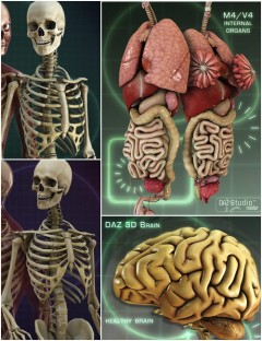 Anatomy Starter Bundle