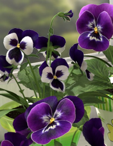 Pansies