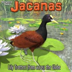 Songbird ReMix Jacanas