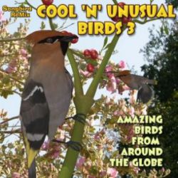 Songbird ReMix Cool & Unusual 3