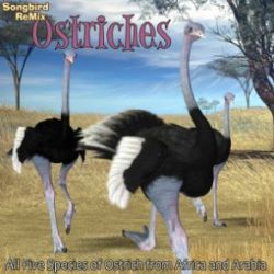Songbird ReMix Ostriches