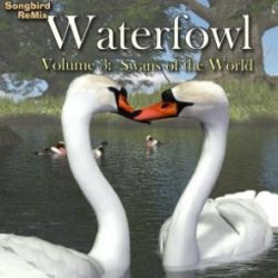 Songbird ReMix Waterfowl Vol 3- Swans of the World