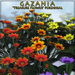 Gazania