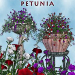 Petunia