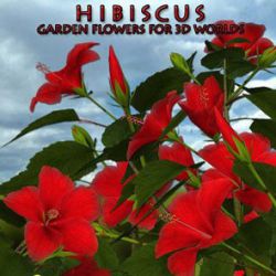 Hibiscus