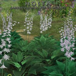 Hosta