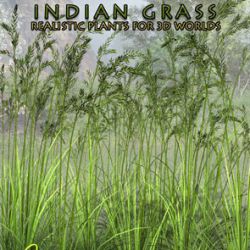 Indian Grass