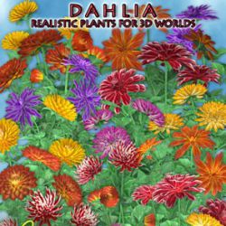 Dahlia