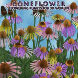 Coneflower