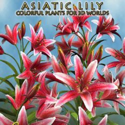 Asiatic Lily